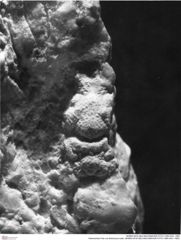 Historisches Foto von Brachyura indet. (NHMW-AFW-GEO-BACHMAYER-FOTO-1990-0041-1883)